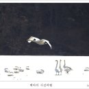 고니 이미지