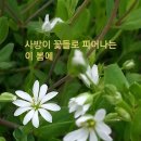 벼룩나물 이미지