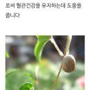 마씨앗 판매 합니다 이미지