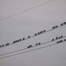 서울참새 이미지