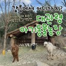 소병엽농장 | 볼만한 곳 추천! 아이 데리고 가기 좋은 곳 <대관령아기동물농장> 아기동물들과 알파카를 만날 수 있어요!