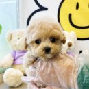 베베독 강아지분양 대구본점 이미지