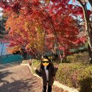 론볼경기장 | 울산 단풍명소 문수경기장 마로니에길 - 주차, 마로니에길 가는법, 단풍상황(11/15)