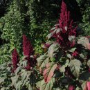 아마란스 이미지