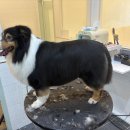 복탄산수 이미지