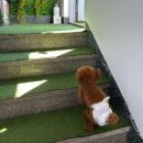 멍근멍근 | 서면애견카페 편집샵부터 무료 프로필 촬영까지 전포 멍프탑 솔직 후기