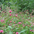 은아농장 이미지