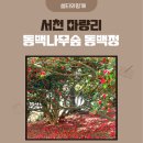 제천푸른솔산악회/충남 태안의 제1경 백화산 둘레길 / 서천 마량리 동백숲(동백정) 기행계획 이미지