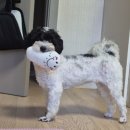 라엘동물병원 이미지