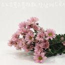 서울당일꽃배달 스노우폭스플라워 강남메트로점 생신꽃