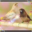 희망의 나래 이미지