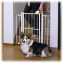 이쁜강아지 이미지