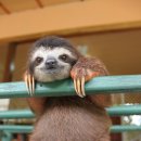 [기타] 우리가 몰랐던 'sloth'에 대한 14가지 진실 이미지