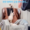 캣돌 캐터리 네이버블로그