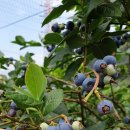 월곶주민센터 이미지