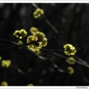 봄의 소리 - 생강나무꽃 이미지