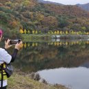 월운리 저수지 가로수 이미지