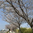 도구머리공원1-28 | 2026 부산 벚꽃 명소 대저생태공원 (3/28 토요일 실시간 개화 현황, 벚꽃 축제 정보)