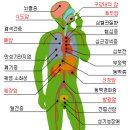 갑상선에 관하여 이미지