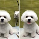 애플동물병원 이미지