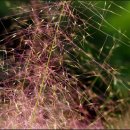 뮬리Muhly