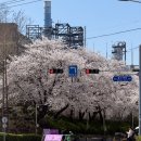 봉수대로 4 | 4/8 다녀온 SK인천석유화학 벚꽃동산 실시간 후기 🌸