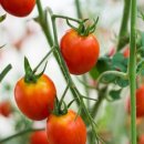 두무농장 이미지