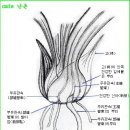 한국춘란 엽아의 출아 시기와 관리/05(월계난640) 이미지