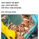 자연산 활 돌문어 1kg (1~4미내외) 이미지