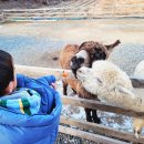 센트럴 곤충생태농장 | 라마 등등 🦙 다양한 동물 친구들과 곤충들을 만나는 특별한 센트럴곤충생태농장 후기