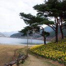 벚꽃여행 1일차] 지리산치즈랜드 운흥정 평화식당 커피림 서시천산책 호텔화엄267 월인정원구례양과자점...
