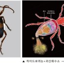 (딱정벌레목) 01. 최초의 폭탄 제조자, 폭탄먼지벌레 이미지