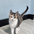 통영시 동물보호센터 이미지