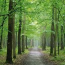 폰드(FOND) 이미지