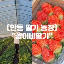 남일로(남후면) | 안동 딸기 농장 "성이네딸기" 딸기체험 및 안동 딸기 맛집