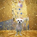 댕댕그루밍 이미지