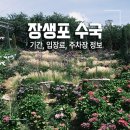 올가정원2 | 2026 울산 장생포 수국축제 기간, 입장료, 주차장, 6월 16일 개화 실시간