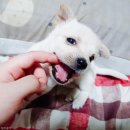 하룻강아지 - 거제시 옥포로22길 24 | 하룻강아지