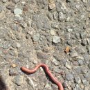 팥꽃빙수 이미지