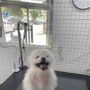 머스크멜로우 이미지