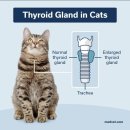 계양동물병원 | 계양구동물병원 고양이 갑상선 기능 항진증, 구토와 체중감소가 함께 오면 의심하셔야 합니다.