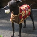 도그문(DOG MOON) 이미지