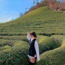 🌿 보성다향대축제 후기｜보성 녹차밭 축제 주차·먹거리·꿀팁 총정리