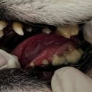 용인도담동물병원 이미지