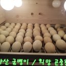복굼벵이