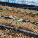 (주)제일팜 이미지