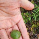 수비 면사무소 이미지