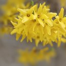 꽃이 좋아 이미지