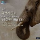 상아 이미지