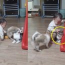 하얀강아지&고양이 이미지